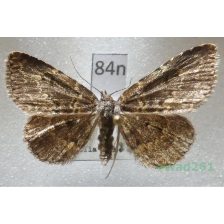 Parascotia fuliginaria (Linnaeus, 1761) female Czech84n